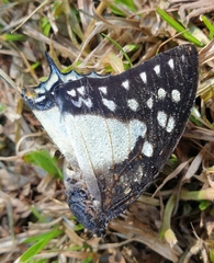 Polyura eudamippus