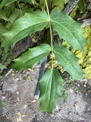 Tracheophyta