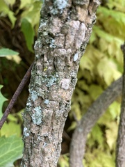 Tracheophyta