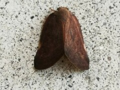 Ricaniinae