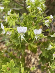 Pelargonium ribifolium