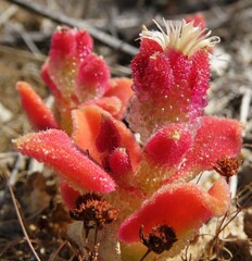 Mesembryanthemum crystallinum