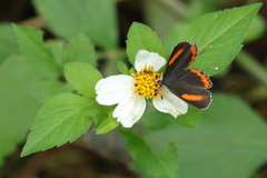 Heliophorus