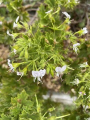 Pelargonium ribifolium