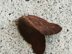 Ricaniinae