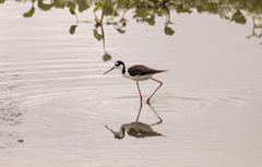 Himantopus mexicanus