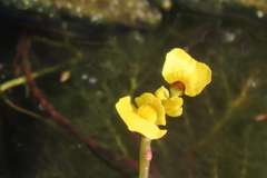 Utricularia foliosa