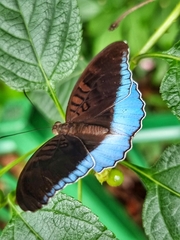 Tanaecia iapis