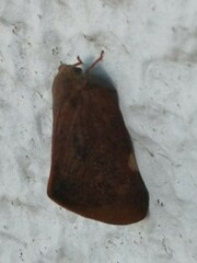 Ricaniinae