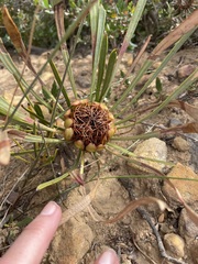 Protea angustata