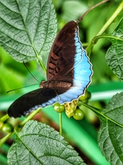 Tanaecia iapis