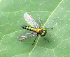 Condylostylus caudatus