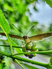 Tanaecia iapis