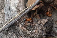 Camponotus vafer