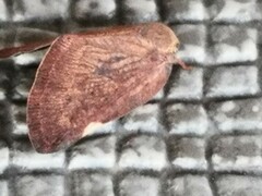 Ricaniinae
