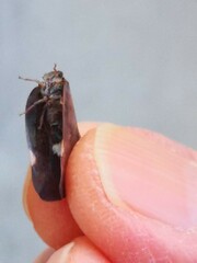 Ricaniinae