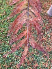Tracheophyta