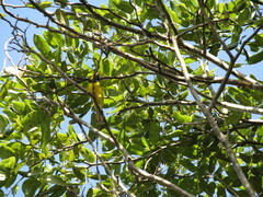 Euphonia affinis