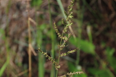 Echinochloa