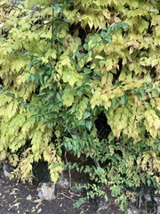 Tracheophyta