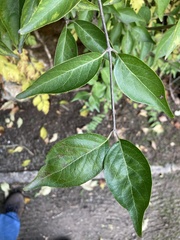 Tracheophyta