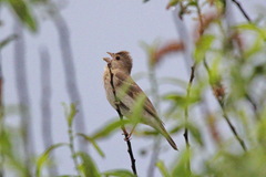 Carpodacus erythrinus