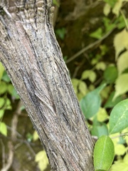 Tracheophyta