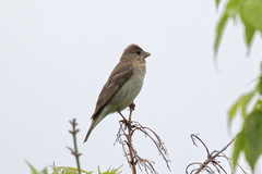 Carpodacus erythrinus