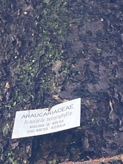 Araucaria heterophylla