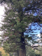 Araucaria heterophylla
