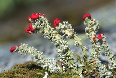 Cladonia floerkeana