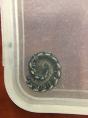 Asiomorpha coarctata