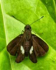 Notocrypta paralysos