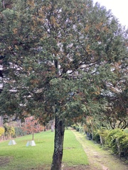 Cupressaceae