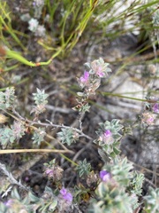 Indigofera glomerata