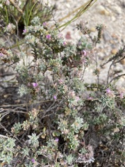 Indigofera glomerata