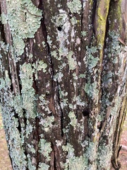 Cupressaceae