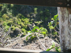 Zenaida galapagoensis