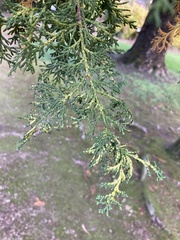Cupressaceae