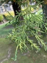 Cupressaceae