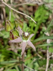 Asclepias gibba
