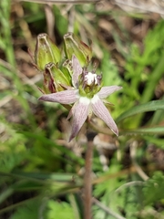 Asclepias gibba