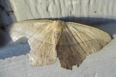 Prochoerodes lineola