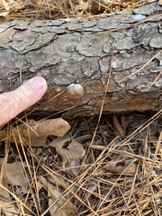 Reticularia