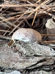 Reticularia