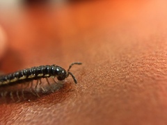 Asiomorpha coarctata