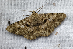 Racotis boarmiaria