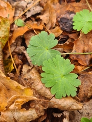 Geranium molle