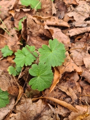 Geranium molle