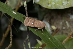 Athetis brunneolineosa